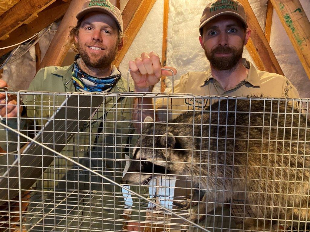 Rochester raccoon trapping